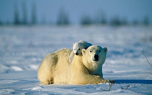 white polar bear and cub, polar bears, animals, baby animals, snow