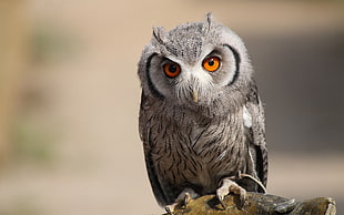 shallow focus photography of gray owl under sunny sky