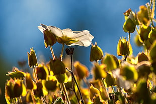 tilt shift photography of yellow flowers