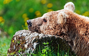 brown Grizzly bear during day time HD wallpaper