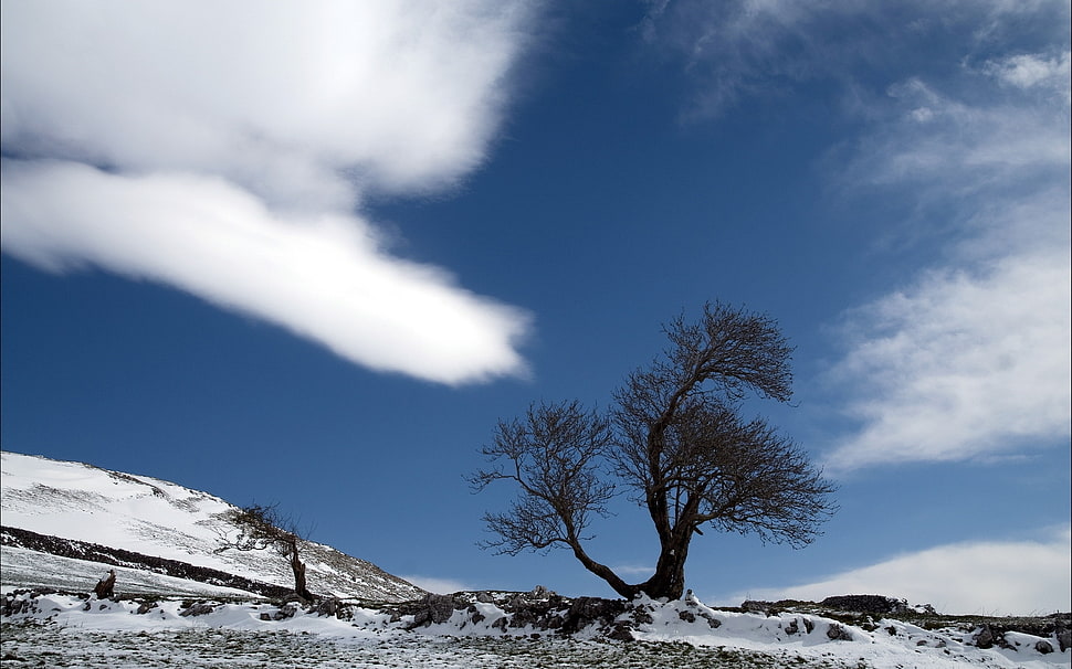 green tree at daytime HD wallpaper