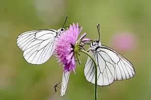 closeup photography of two white butterflies on purple flower