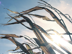 corn plant, Poland, fall, nature, wheat
