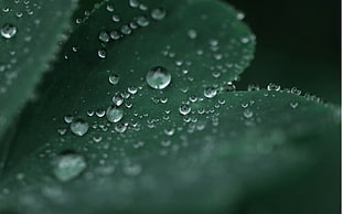 close photo of green plant HD wallpaper