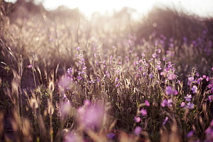 field of purple flowers HD wallpaper