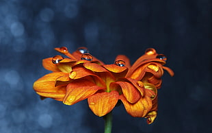 tilt lens shot of orange flower