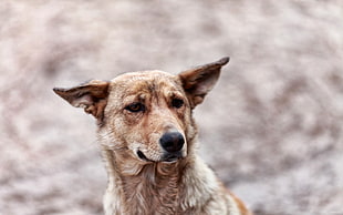 adult brown Chinook dog HD wallpaper