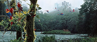 flock of red parrot, parrot, jaguars