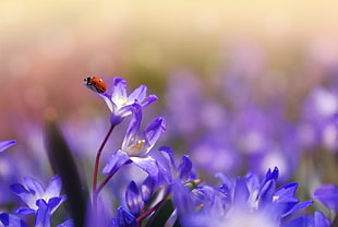 red and black Coccinellidae on purple-and-white petaled flower close up focus photo HD wallpaper