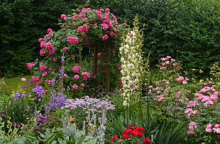 Yuccas, Roses and purple flowers garden at daytime