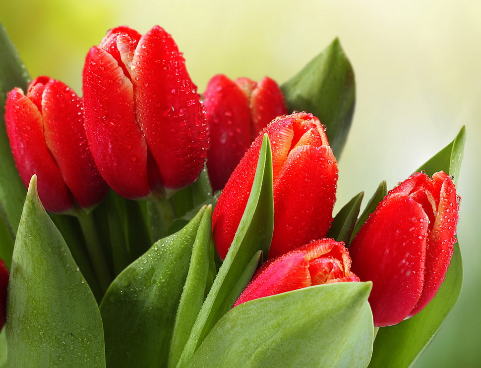 close up photography of red tulip flowers with water dews HD wallpaper