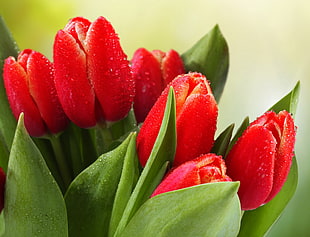 close up photography of red tulip flowers with water dews
