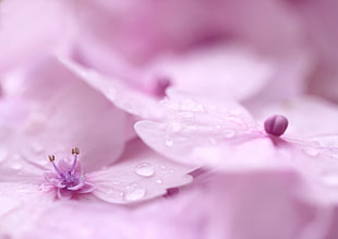 pink moth orchid with water dew, hortensias HD wallpaper