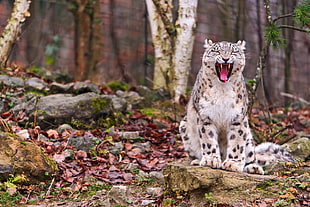 white and tan Cheetah sitting on rock near trees