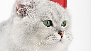 close up photo of gray furred cat