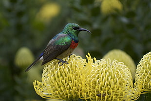 hummingbird perching on yellow flowers at daytime