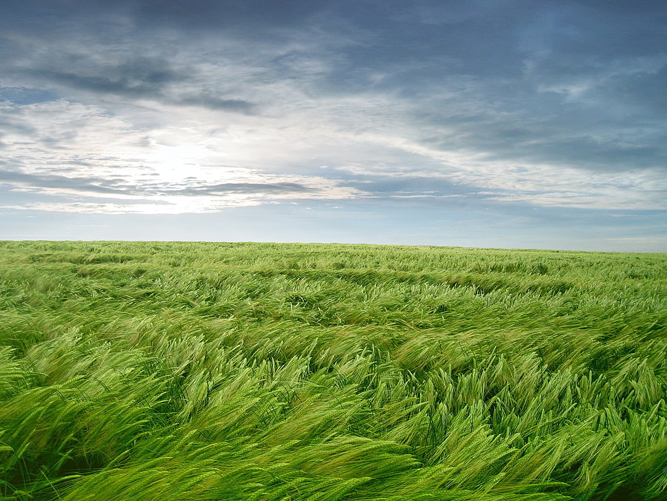green grass field, landscape, nature HD wallpaper