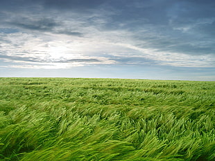 green grass field, landscape, nature