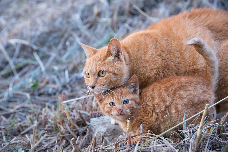 orange Tabby cat and kitten on green grass HD wallpaper