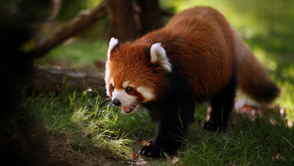 red panda on ground at daytime HD wallpaper