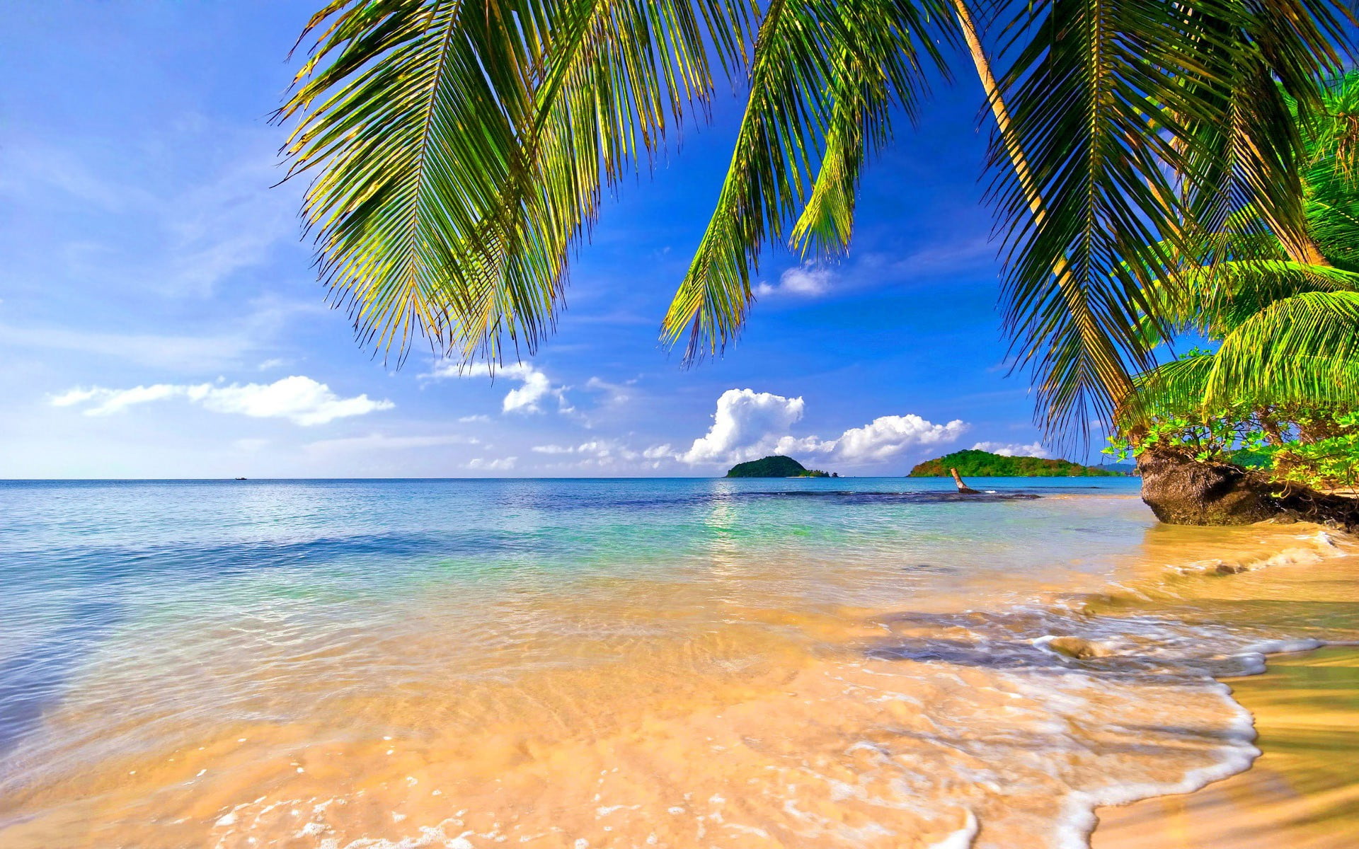 Coconut trees near water, landscape, tropical, beach, palm ...