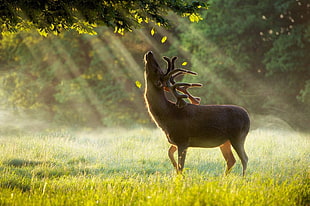 brown reindeer, photography, deer, grass, sun rays HD wallpaper