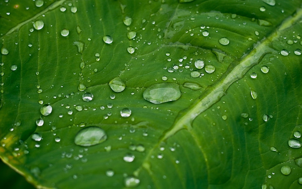 green leaf plant with water droplet HD wallpaper