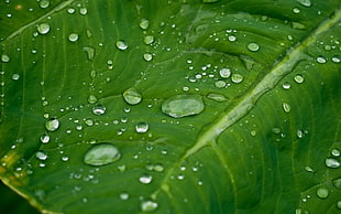 green leaf plant with water droplet