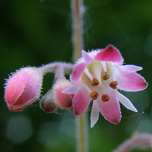 closeup photography of pink petaled flower, alumroot