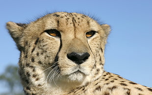 photography of a cheetah HD wallpaper