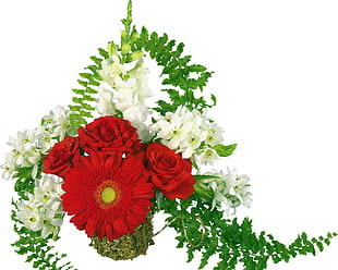 red Rose and Gerbera flowers with green ferns plant
