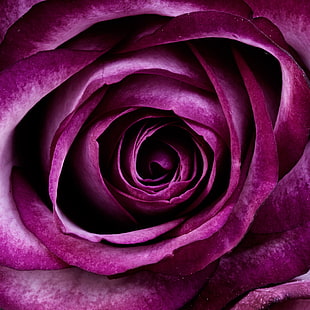 purple Rose petal HD wallpaper