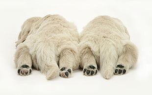 two white medium coated puppies laying on white floor