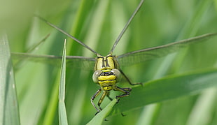 green dragonfly on green linear leaf plant