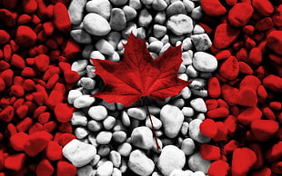 red maple leaf on white pebbles