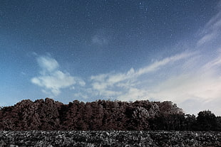 landscape photography of tall gray leaf trees during daytime