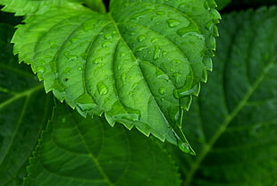 water dew on leaves at daytime