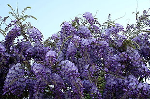 purple Wisteria tree