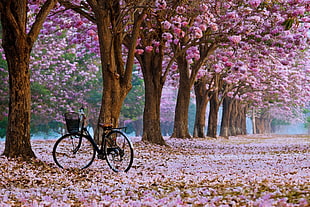 black commuter bike, bicycle, cherry blossom HD wallpaper
