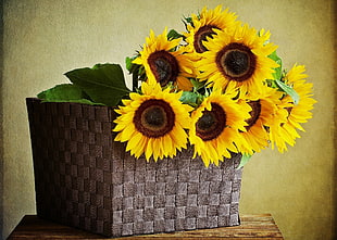 yellow Sunflower with srraw pot HD wallpaper