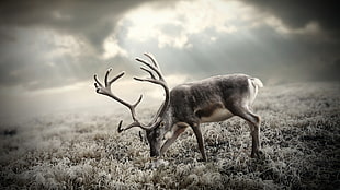 low light photograph of deer HD wallpaper