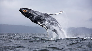 black whale, whale, nature, animals