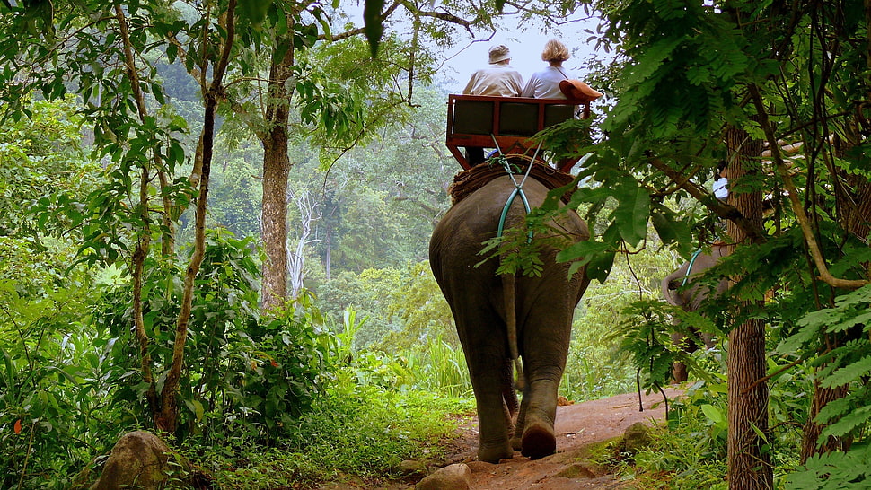 two person ridding on black elepant HD wallpaper