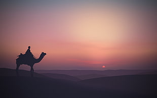 silhouette of camel on desert, animals, landscape, silhouette, Sun