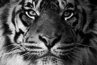 black and white tabby cat, animals, tiger, feline, mammals