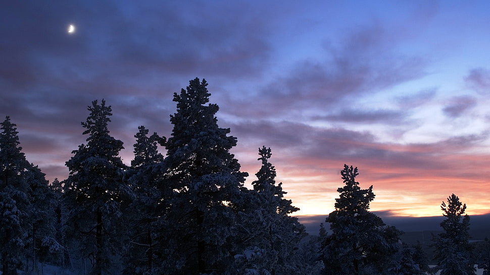 pine trees, nature, forest HD wallpaper