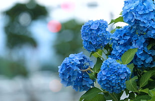 close-up photography of blue petaled flowers during daytime