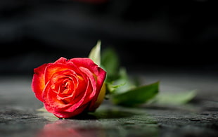red Rose on the floor HD wallpaper
