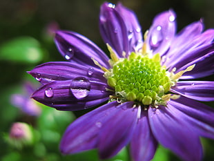 shallow focus photography of water drops on purple flower