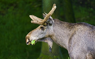Deer eating grasses HD wallpaper